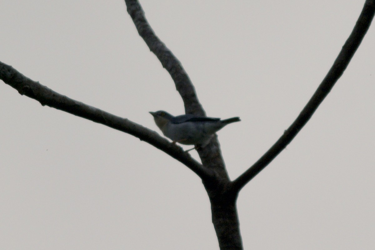 Hooded Tanager - ML144025101