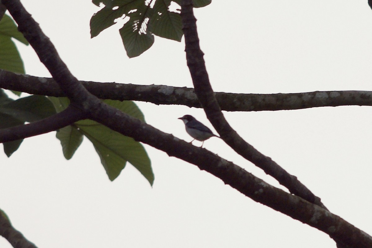 Hooded Tanager - ML144025121