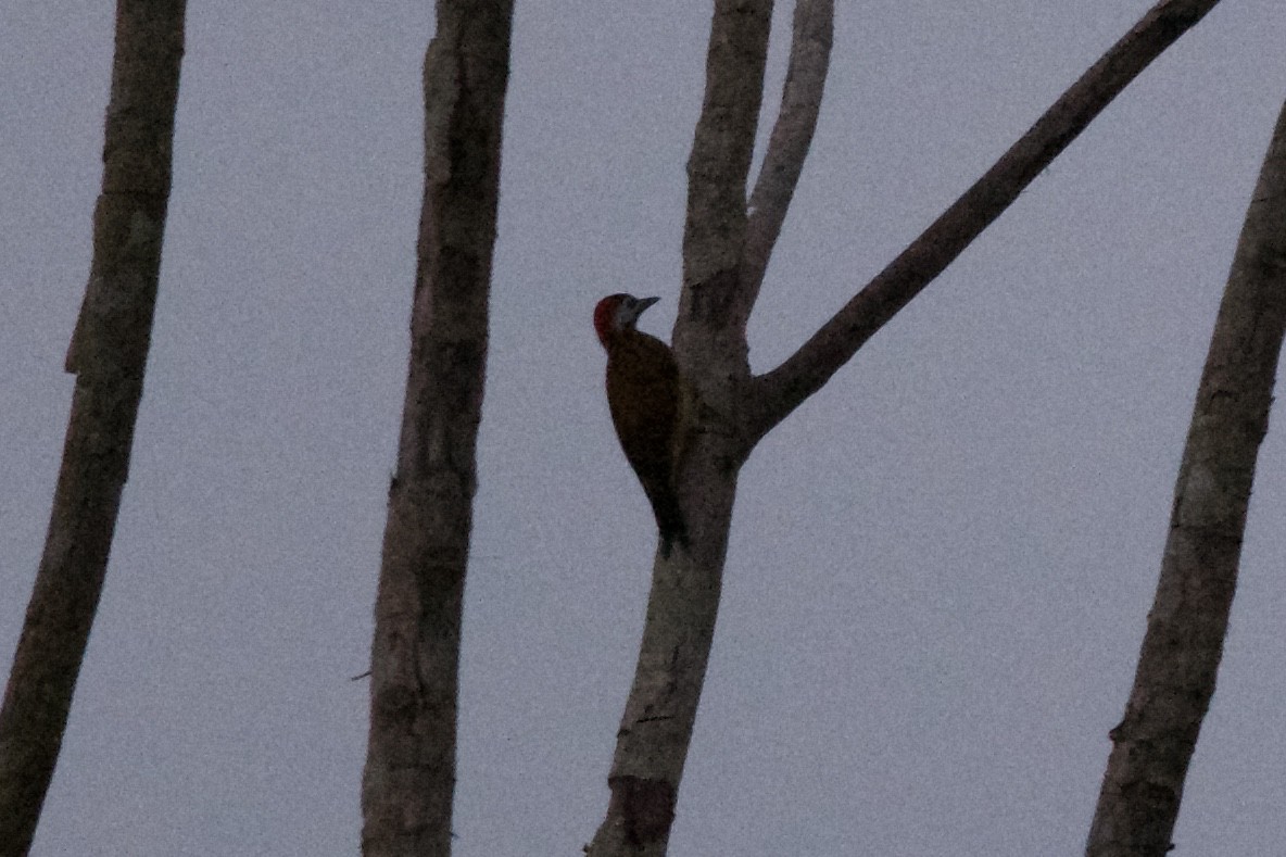 Spot-breasted Woodpecker - ML144025361