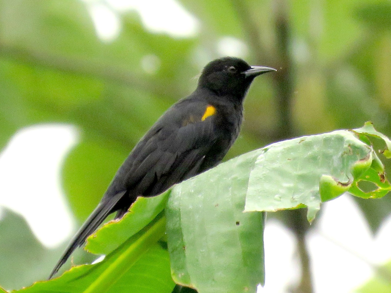 Epaulet Oriole - eBird