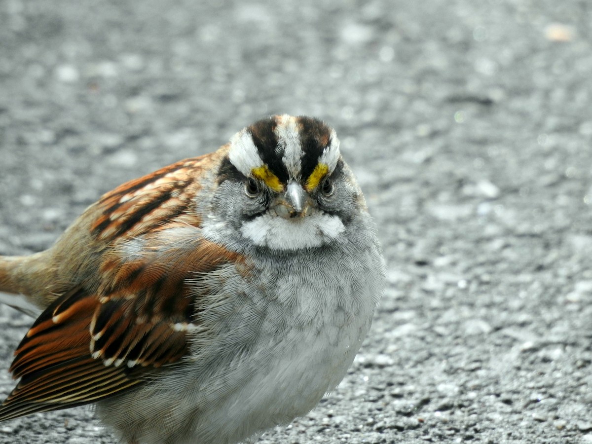 White-throated Sparrow - Bradley Clawson