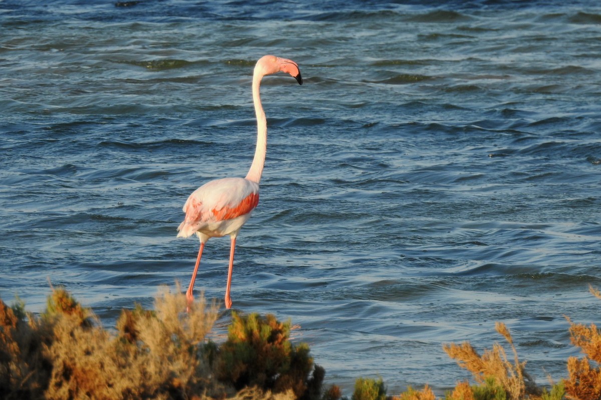 Greater Flamingo - ML144032451