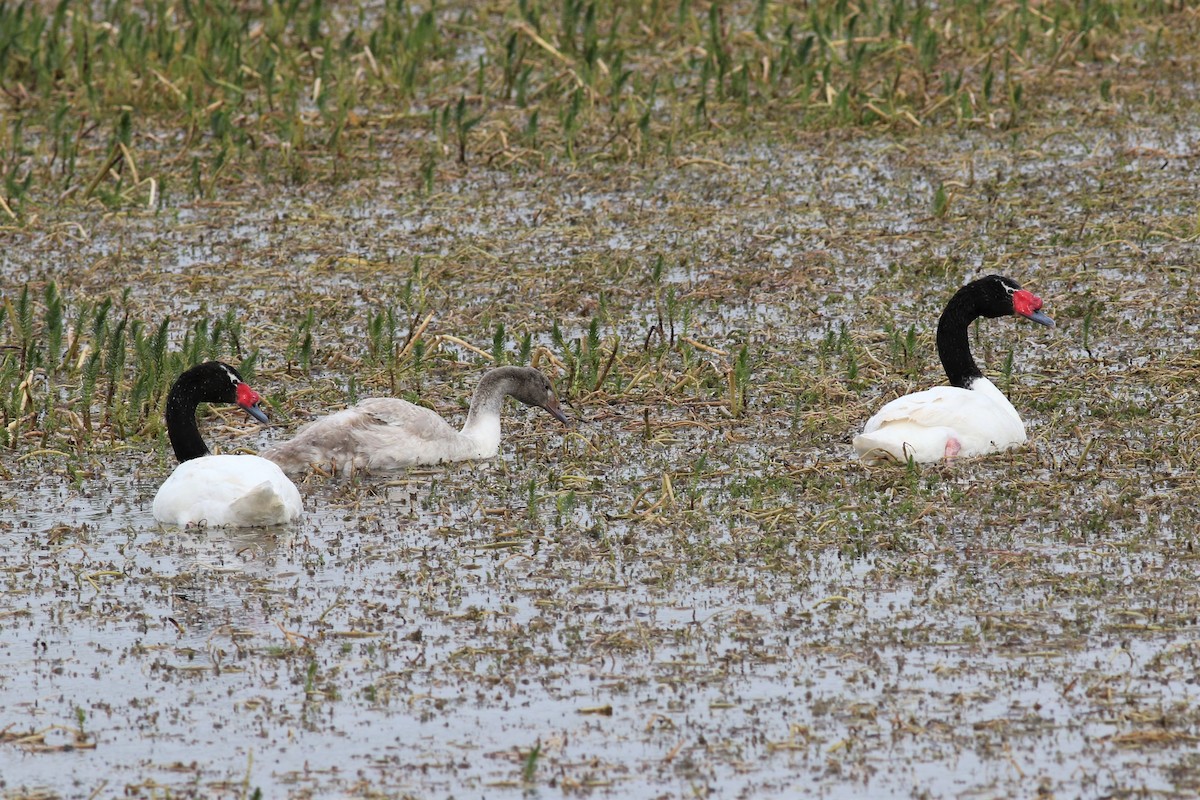 Black-necked Swan - Margaret Viens