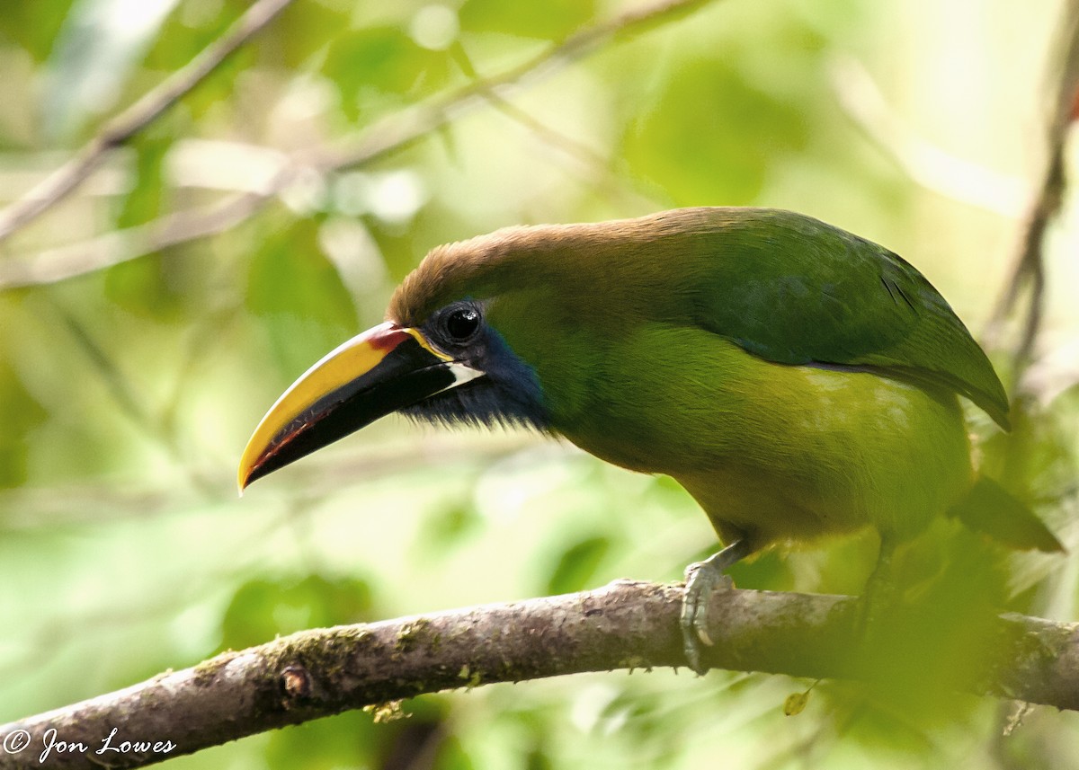 Northern Emerald-Toucanet (Blue-throated) - ML144042731