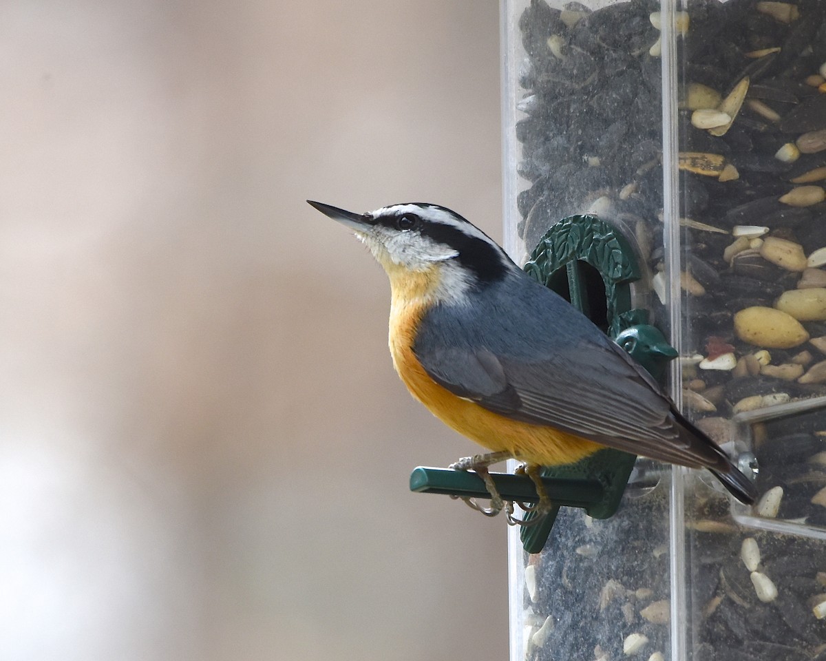 Red-breasted Nuthatch - Greg Hudson