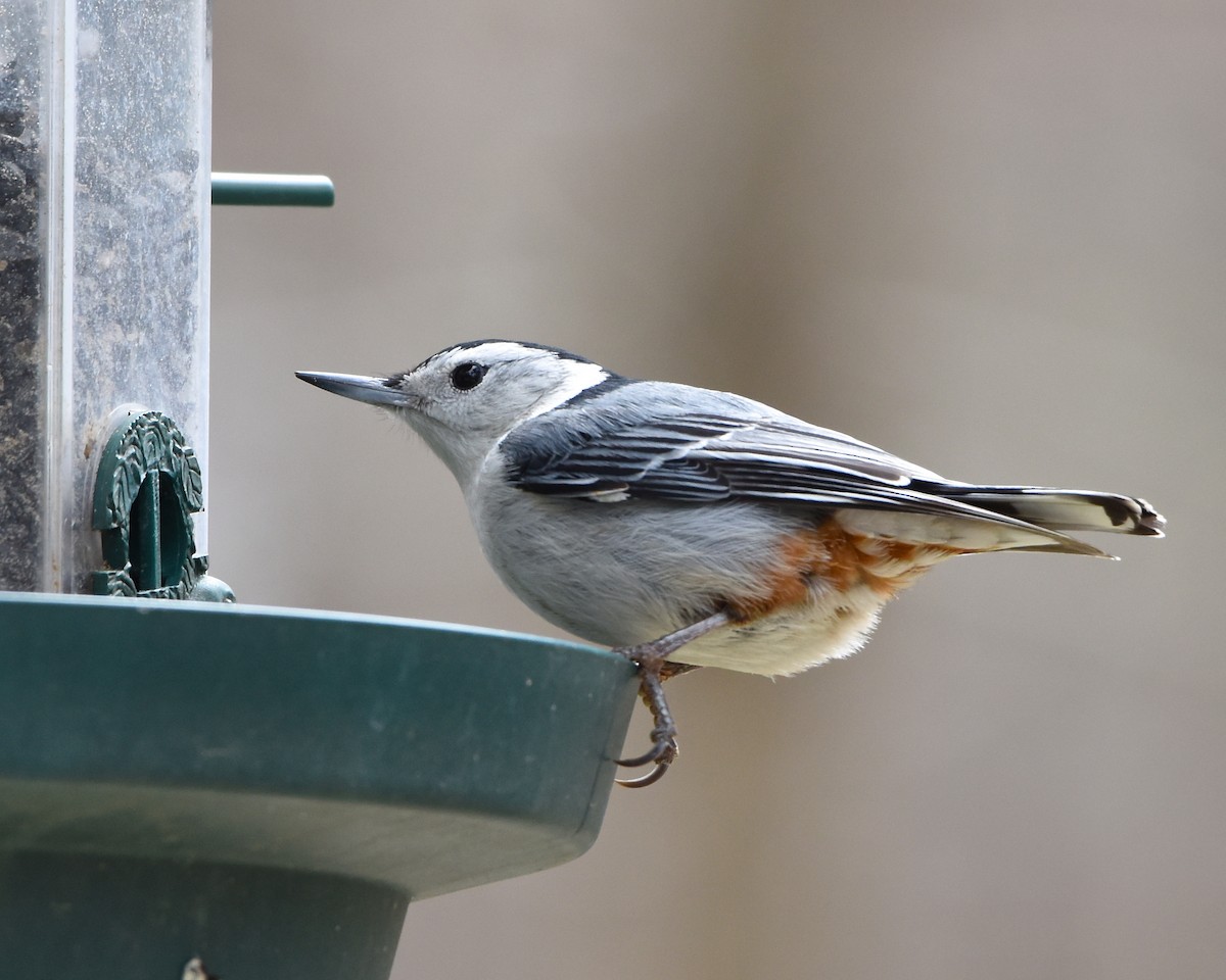 White-breasted Nuthatch - Greg Hudson