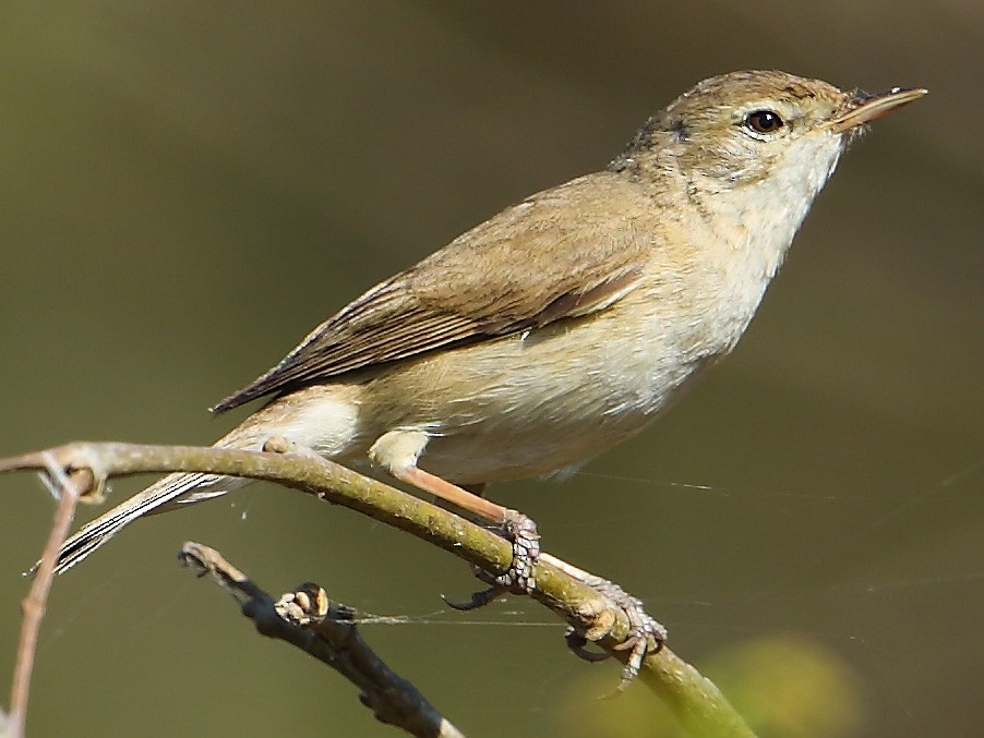 Sykes's Warbler - eBird