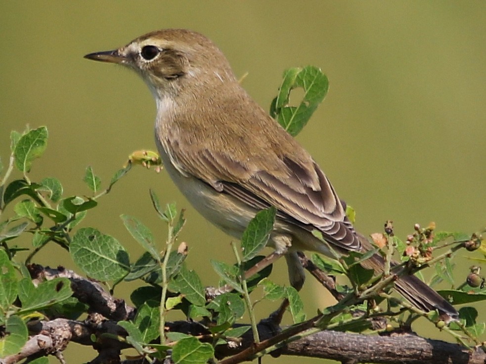 Sykes's Warbler - eBird