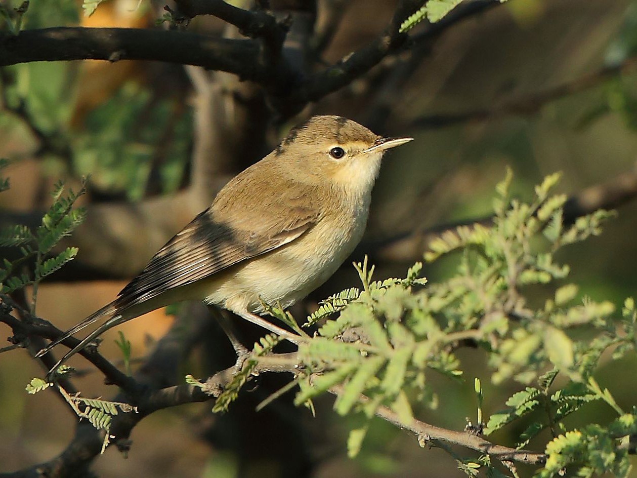 Sykes's Warbler - eBird