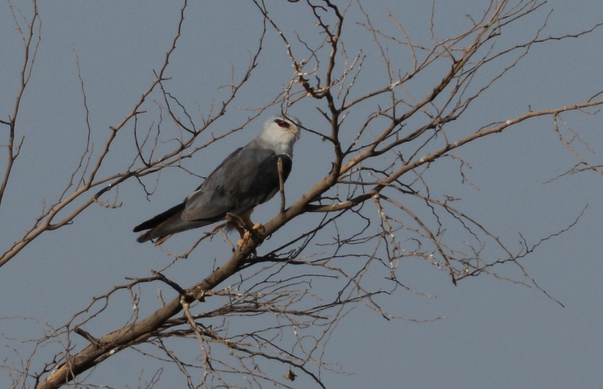 Black-winged Kite - ali hajiabadi