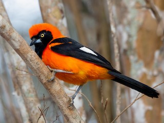  - Orange-backed Troupial