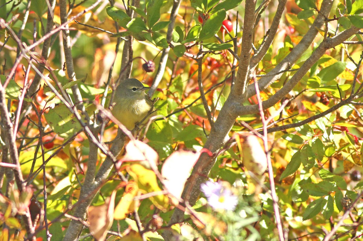 Orange-crowned Warbler - Jeremiah Trimble
