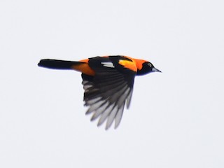  - Orange-backed Troupial