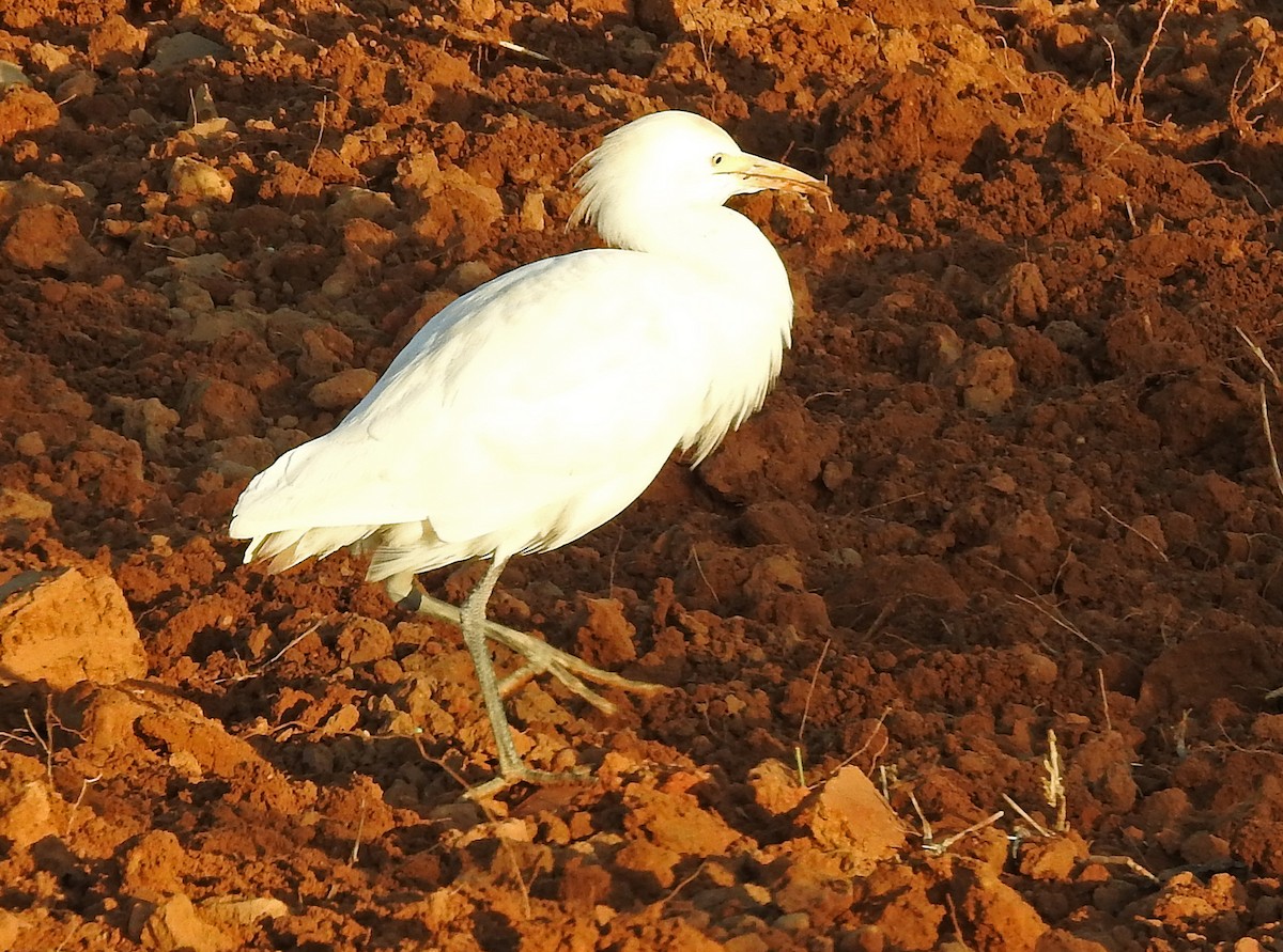 Египетская цапля (ibis) - ML144047801