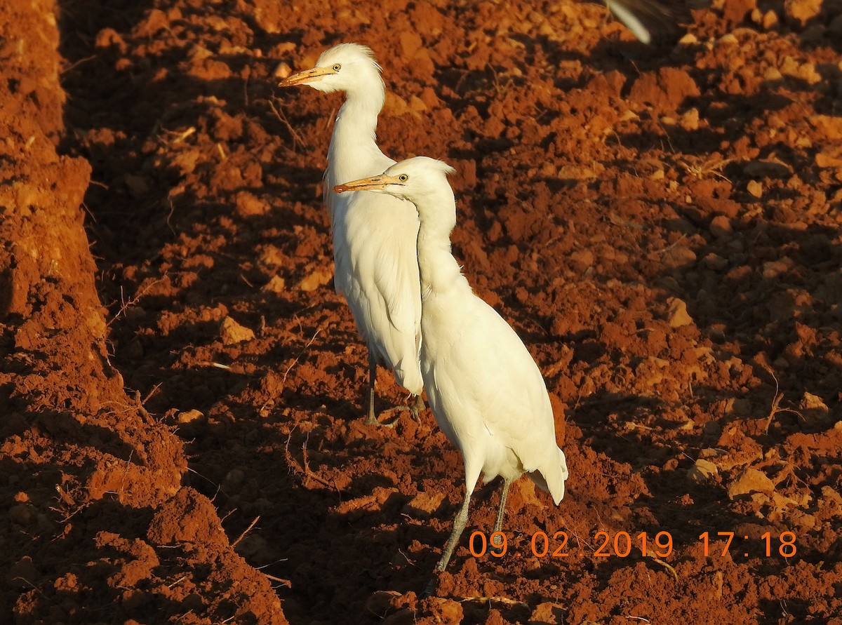 Египетская цапля (ibis) - ML144047811