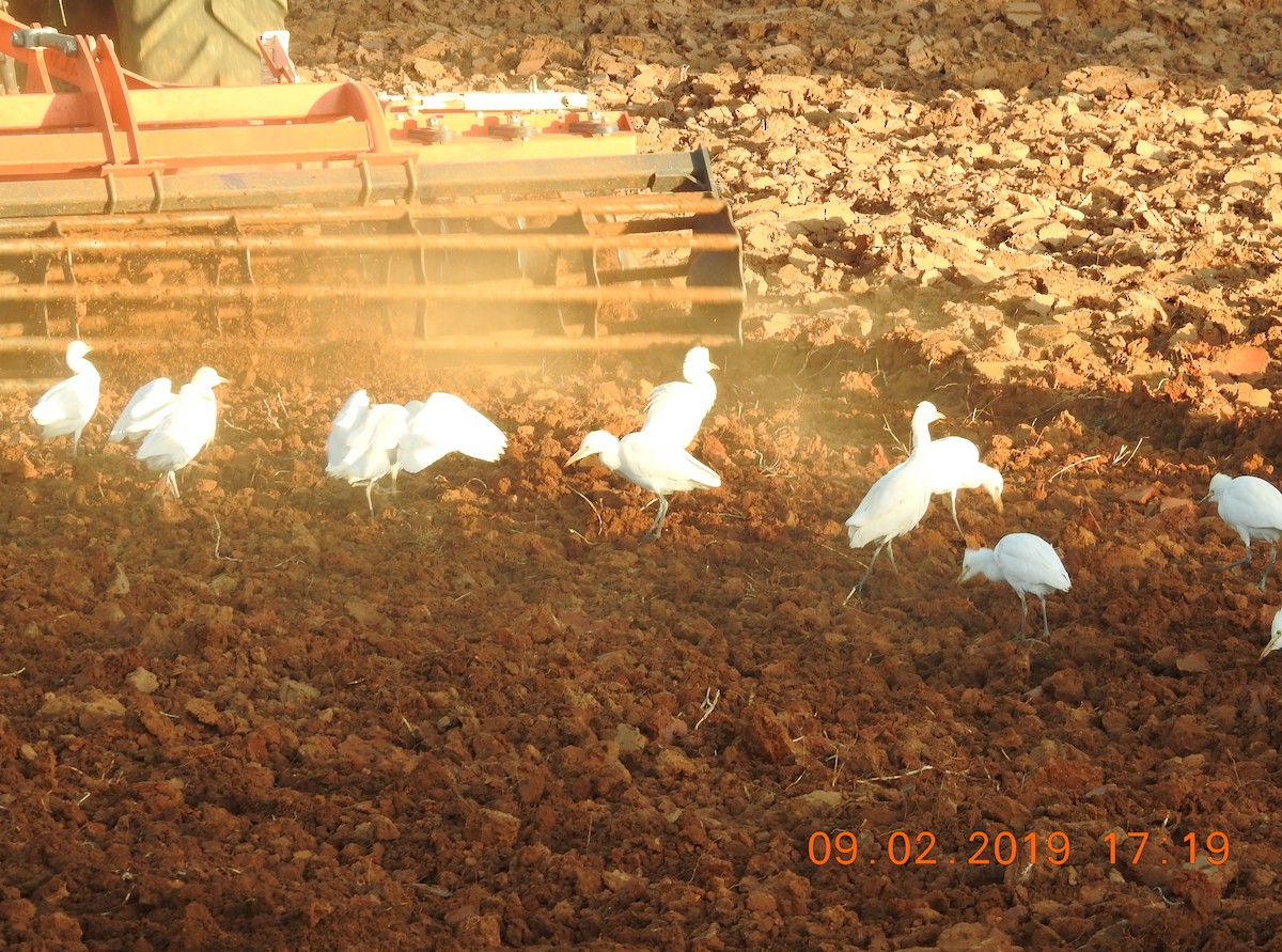 Чапля єгипетська (підвид ibis) - ML144047821