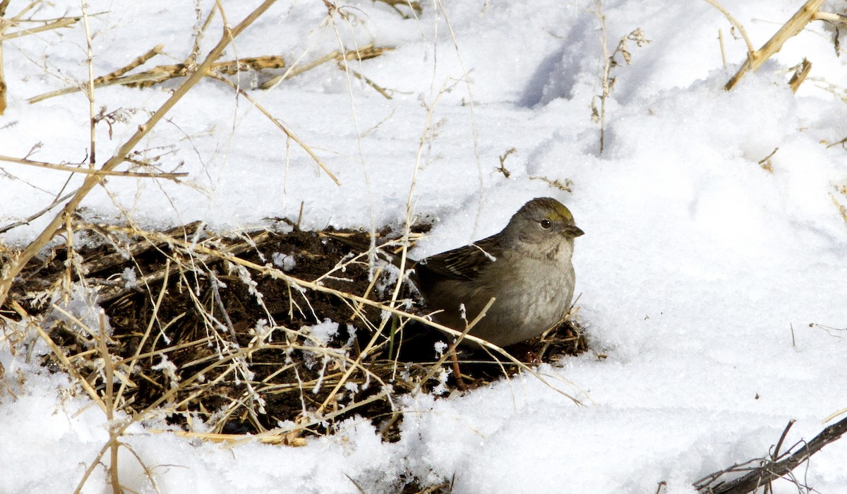 Golden-crowned Sparrow - Richard Bunn