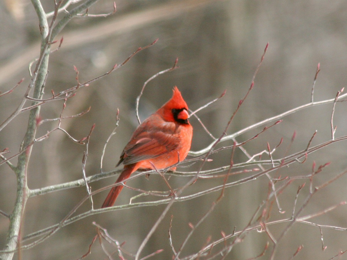 Northern Cardinal - Sherry Plessner