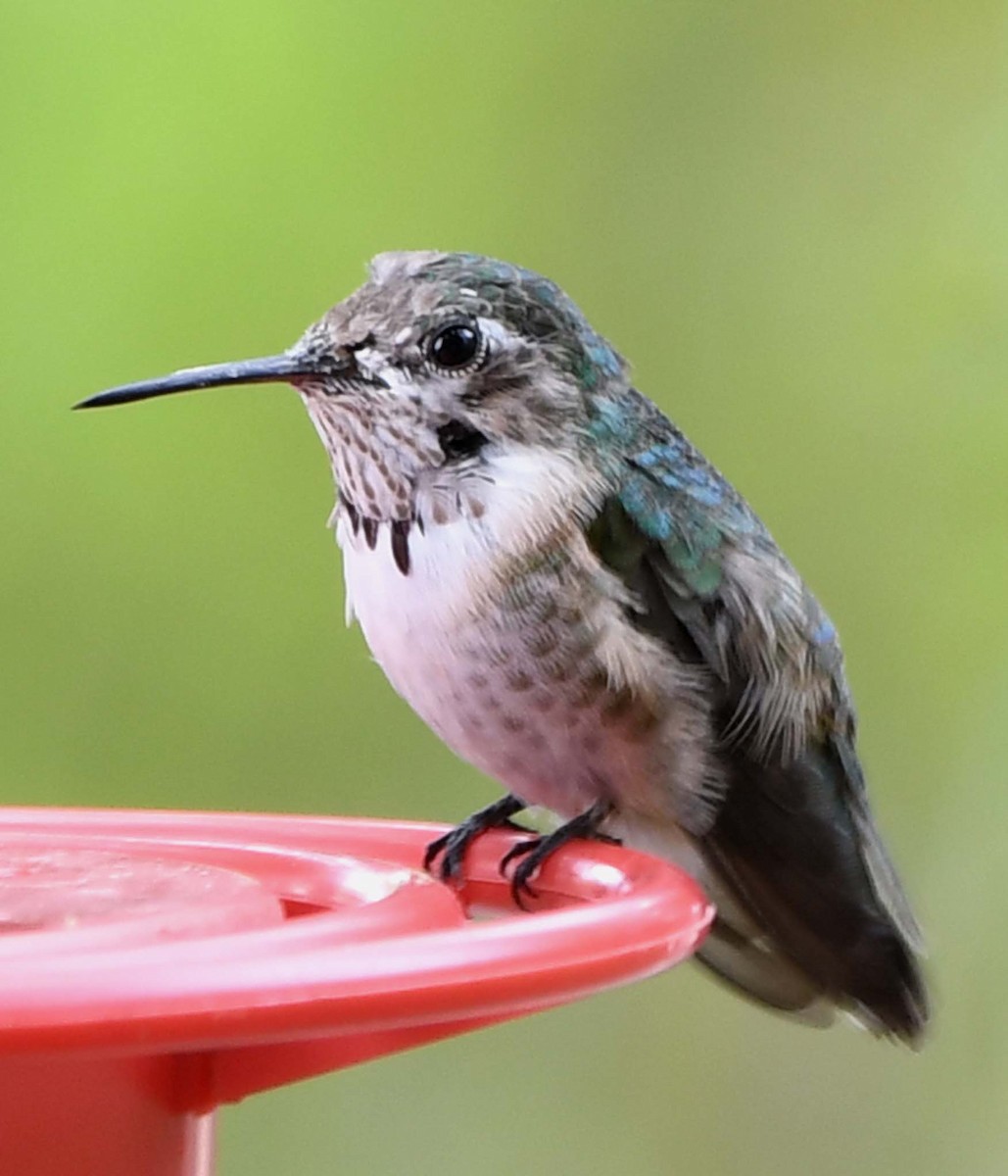 Calliope Hummingbird - Tom Unsicker