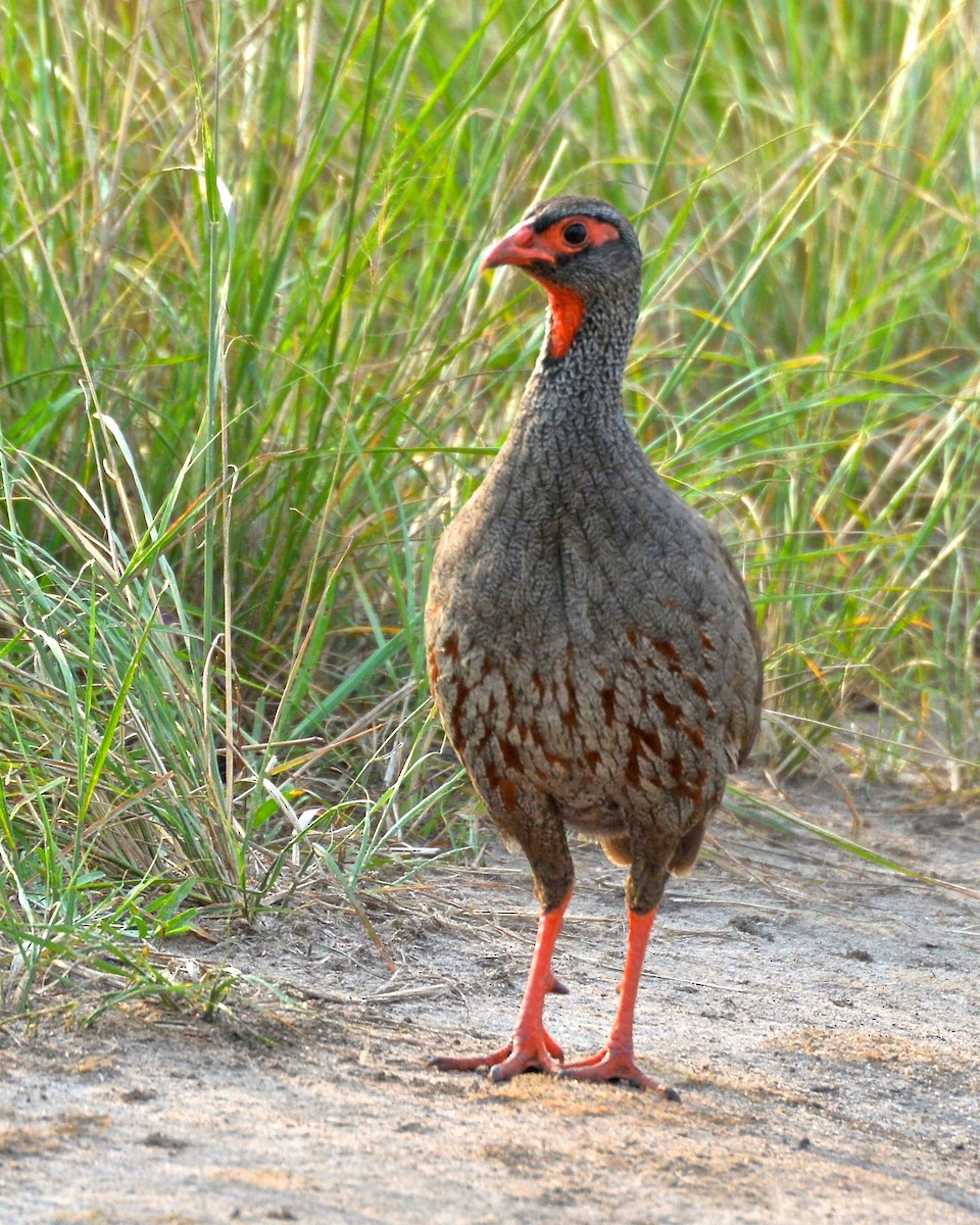 Red-necked Spurfowl (Cranch's) - ML144050321