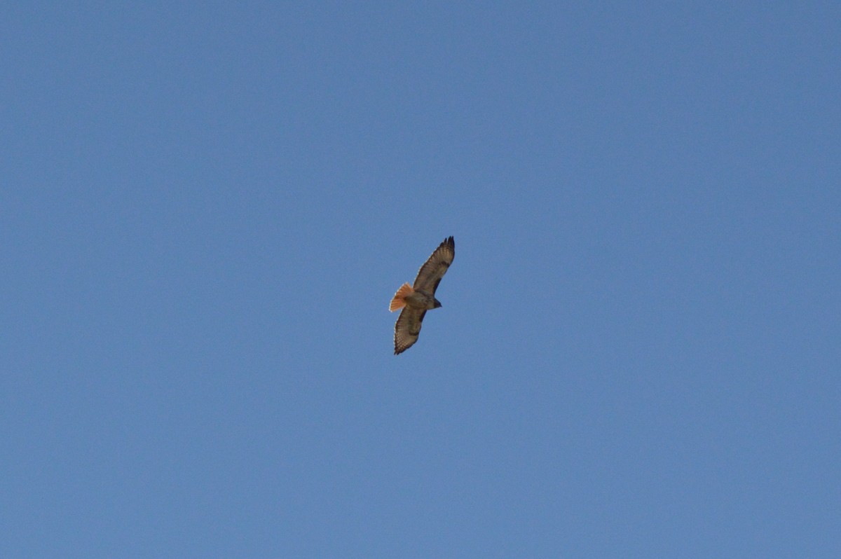 Red-tailed Hawk - ML144051971