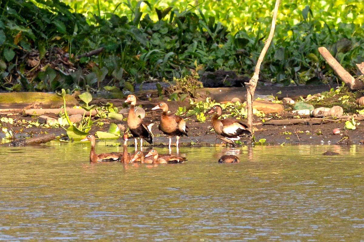 Black-bellied Whistling-Duck (autumnalis) - ML144056641