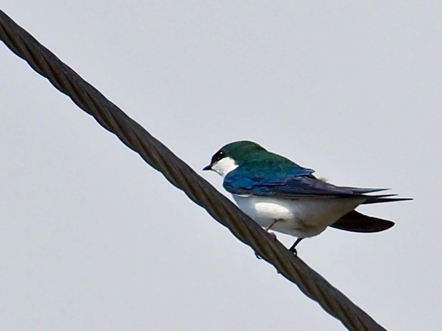 Bahama Swallow - Stuart White