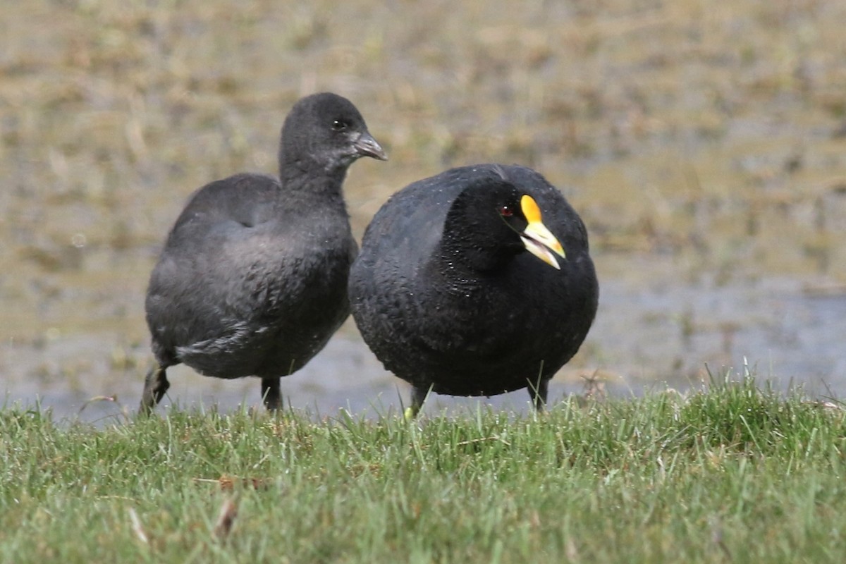 White-winged Coot - ML144061581