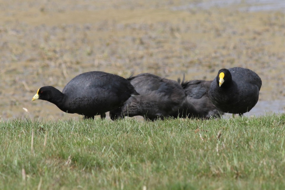 White-winged Coot - ML144061591