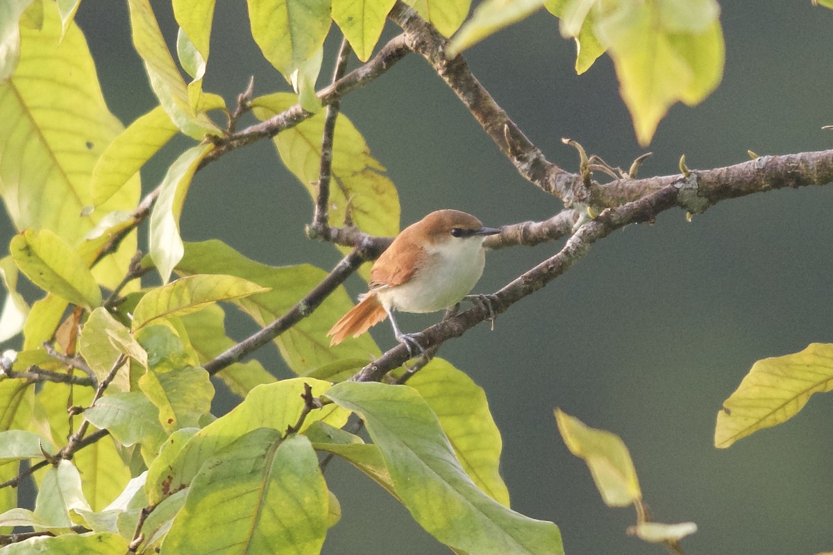 Red-and-white Spinetail - ML144064631