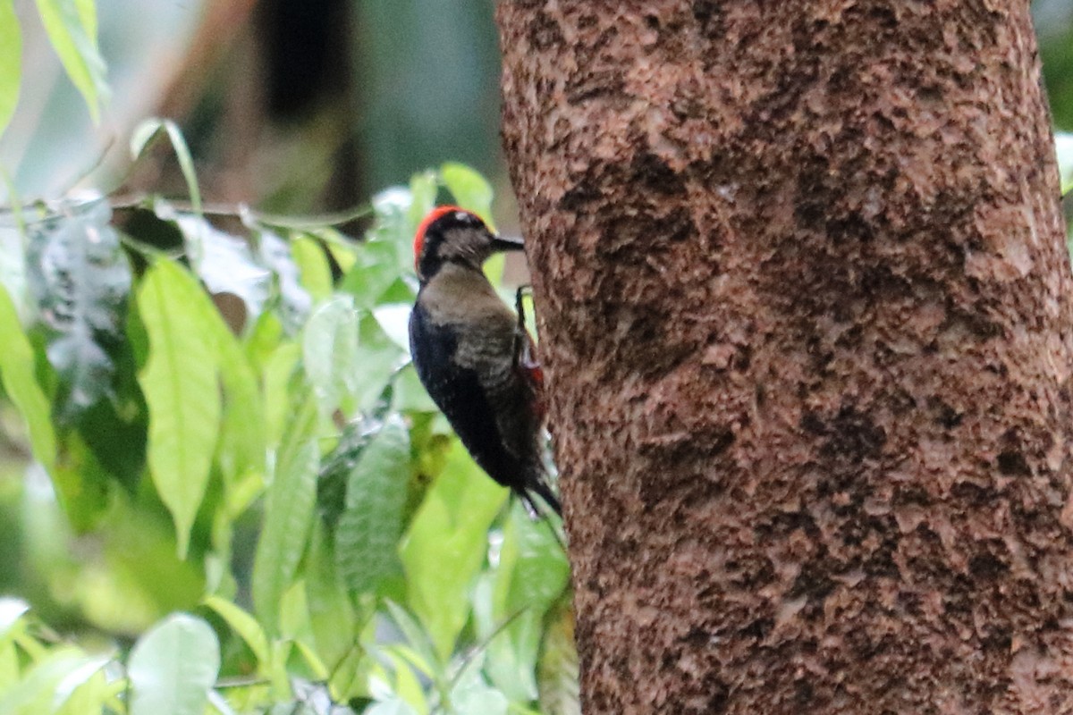 Black-cheeked Woodpecker - Alta Tanner