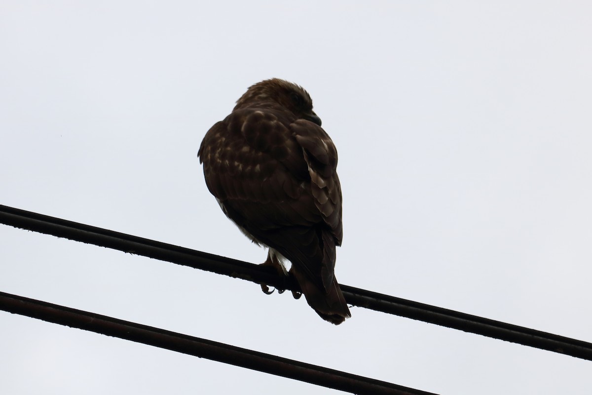 Double-toothed Kite - ML144064871