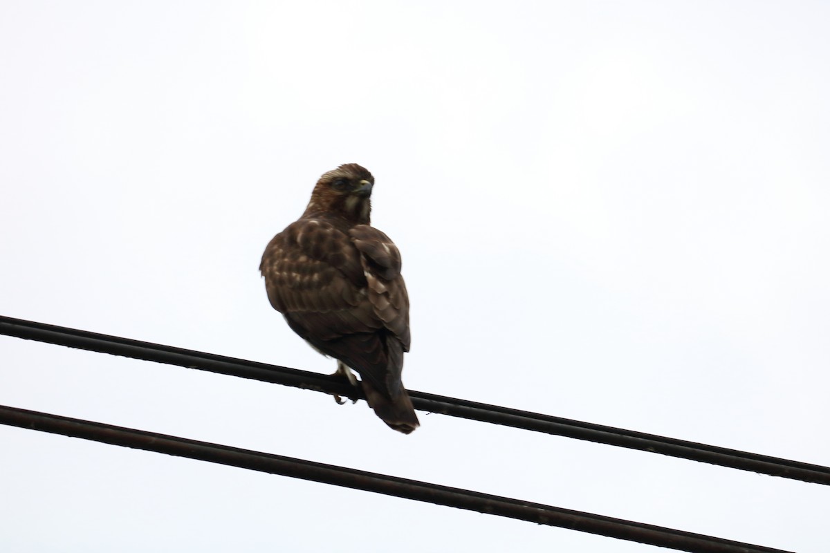 Double-toothed Kite - ML144065261