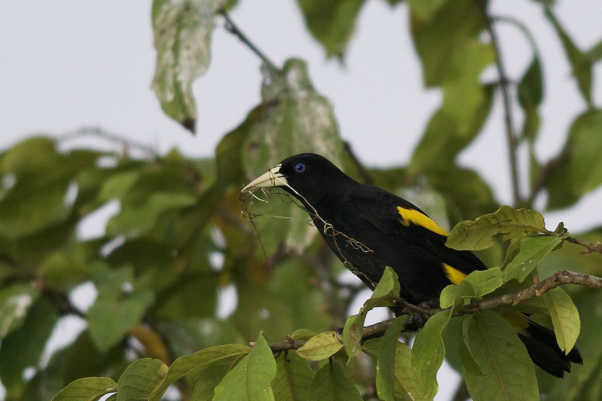 Yellow-rumped Cacique - ML144065961