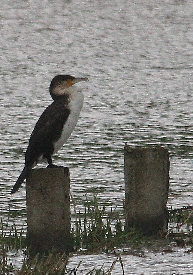 Great Cormorant (White-breasted) - Charlene Glacy