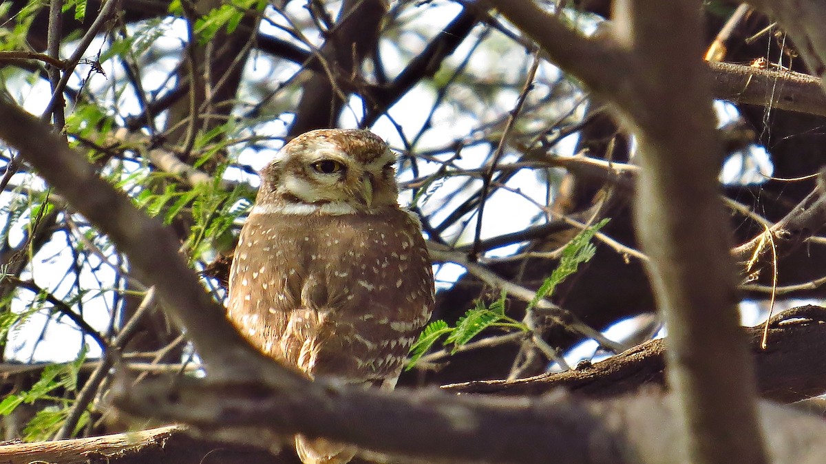 Spotted Owlet - ML144067801