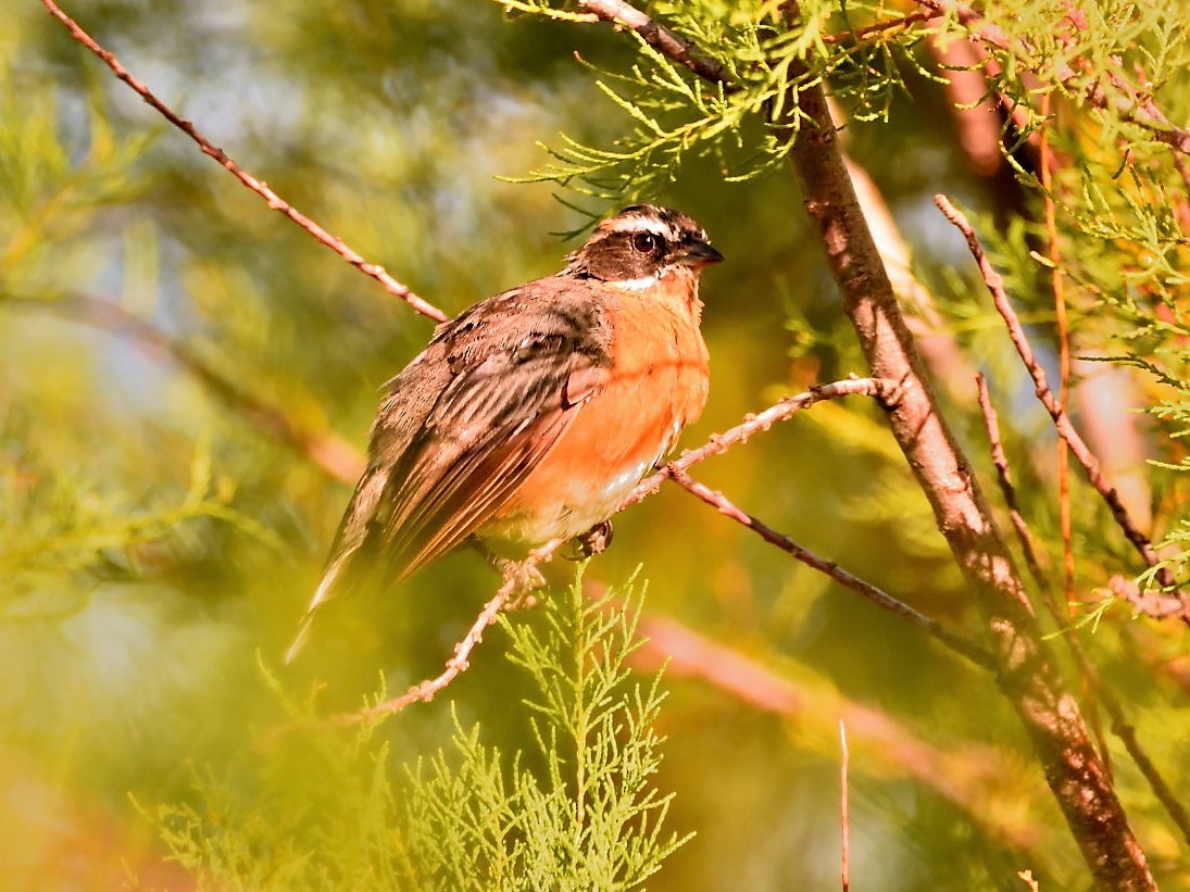 Black-and-rufous Warbling Finch - ML144068881