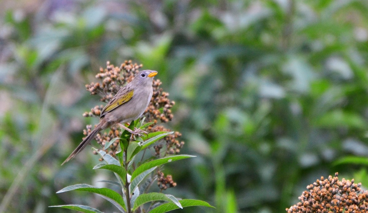 Wedge-tailed Grass-Finch - Paulo Oliveira