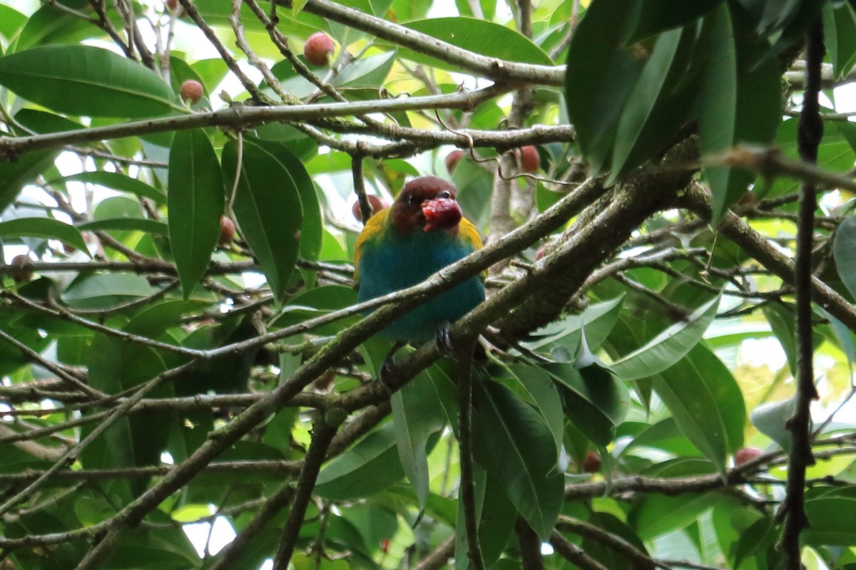 Bay-headed Tanager - ML144070111