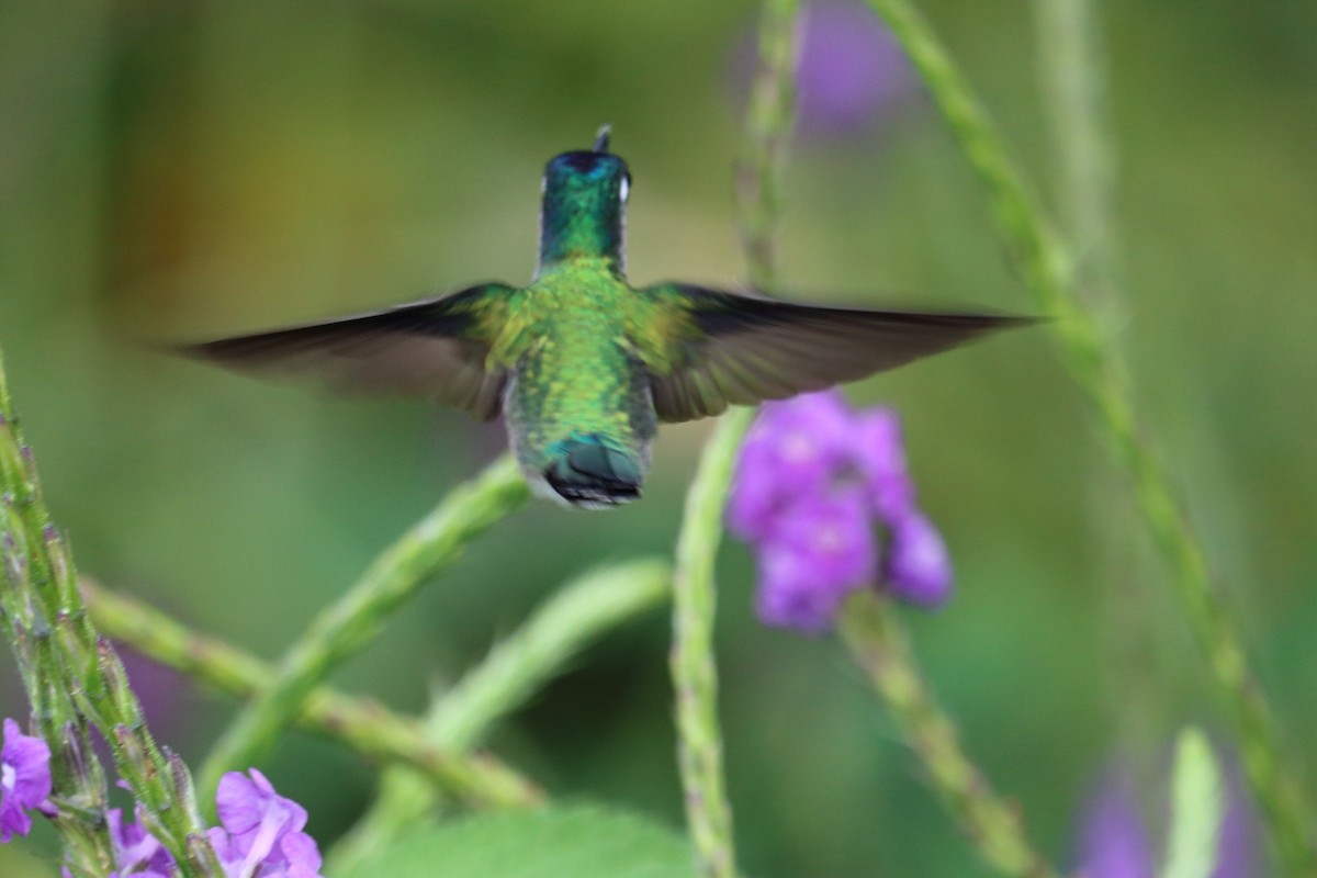 Violet-headed Hummingbird - ML144070461