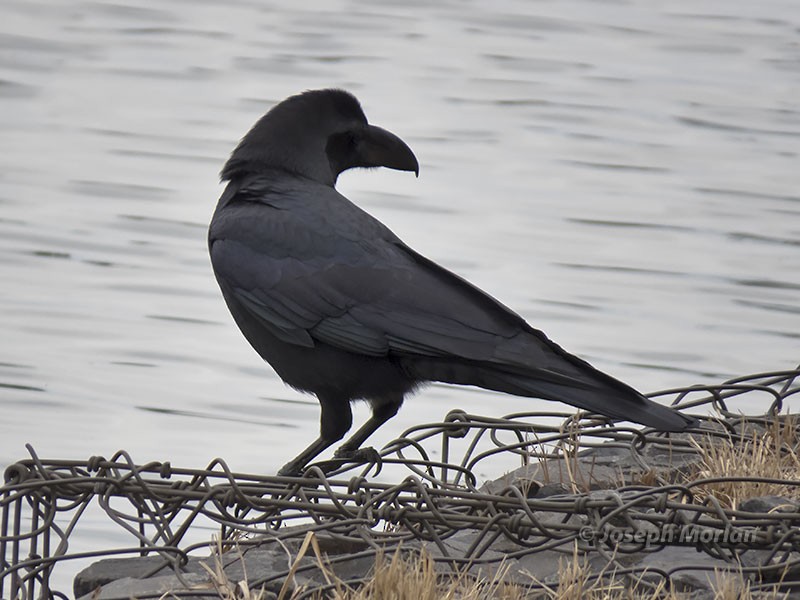 Large-billed Crow (Large-billed) - Joseph Morlan