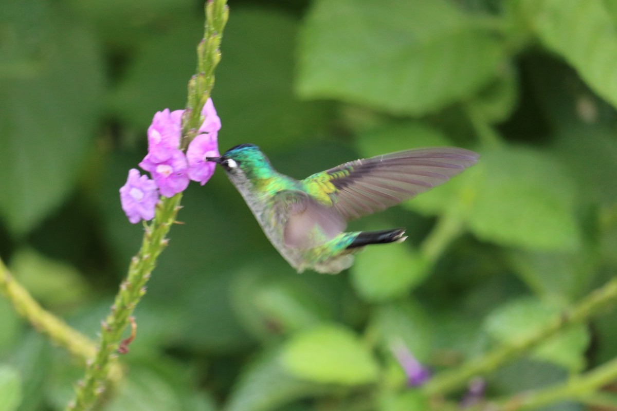 Violet-headed Hummingbird - ML144070511