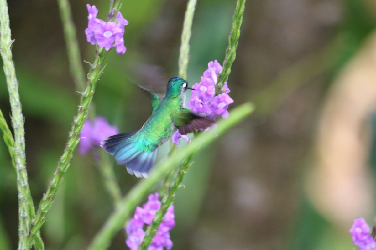 Violet-headed Hummingbird - ML144070631
