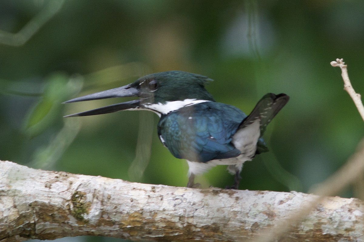 Amazon Kingfisher - Levi Burford