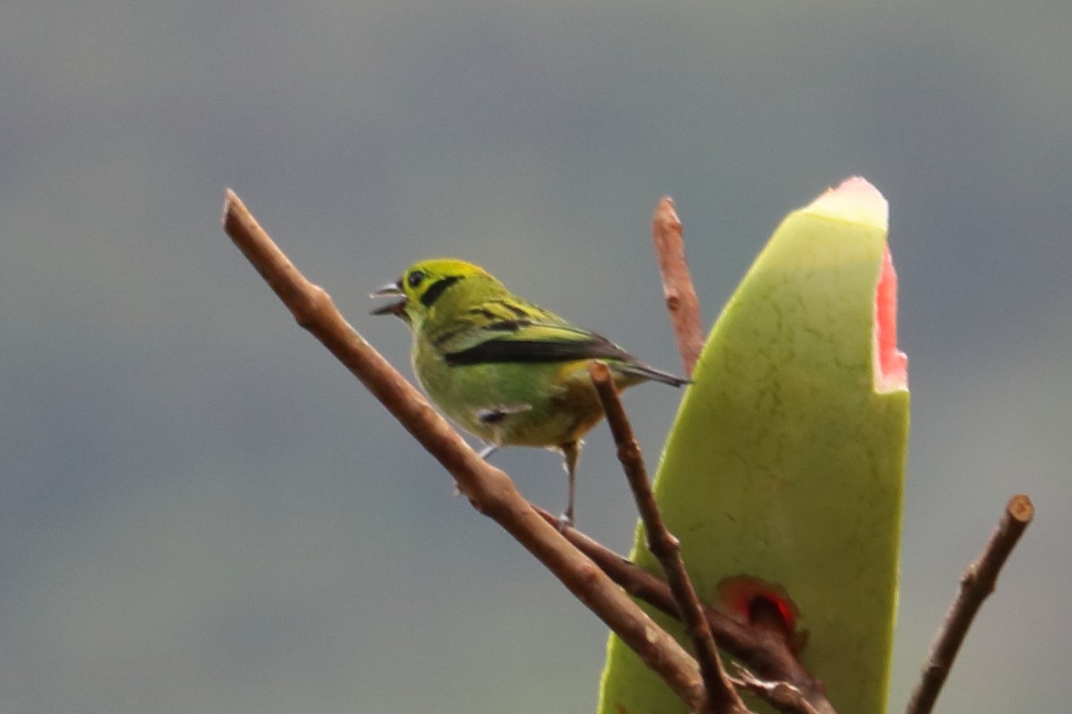 Emerald Tanager - ML144071961