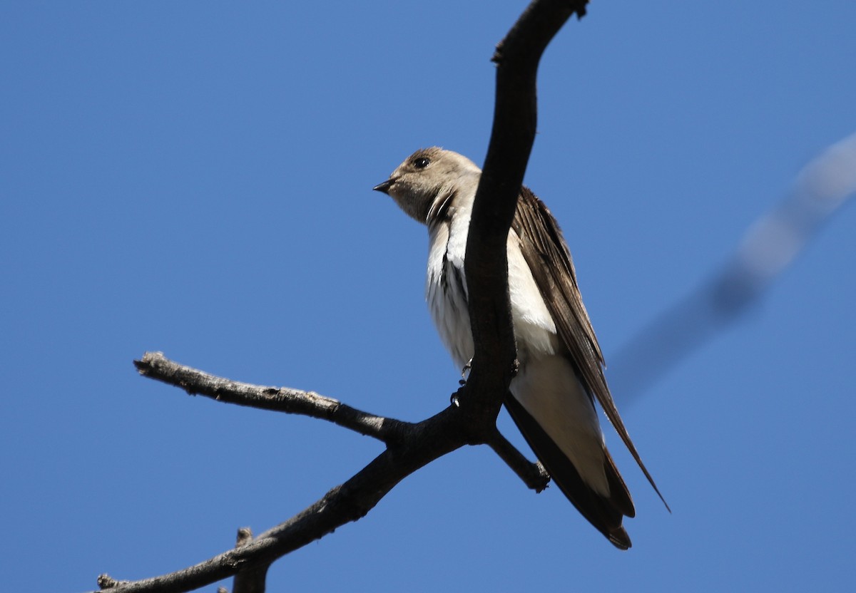 Northern Rough-winged Swallow - ML144072861