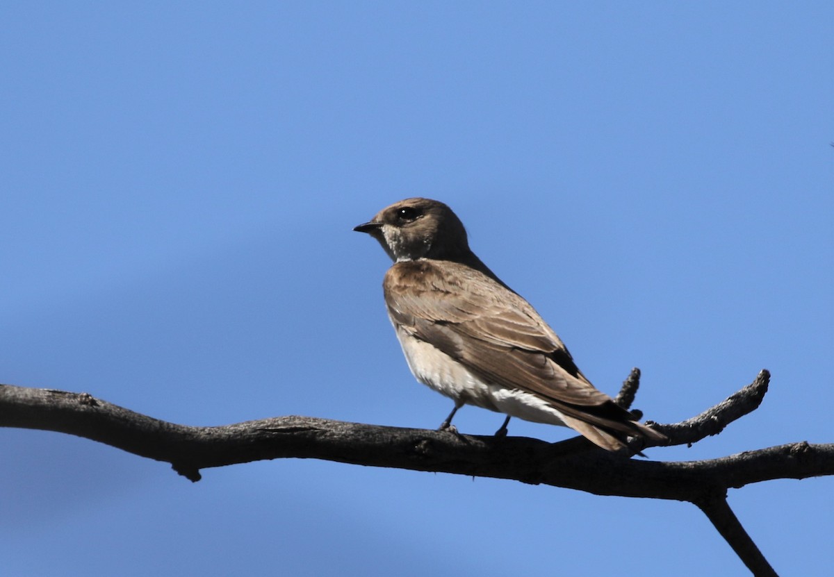 Northern Rough-winged Swallow - Melinda  Berger