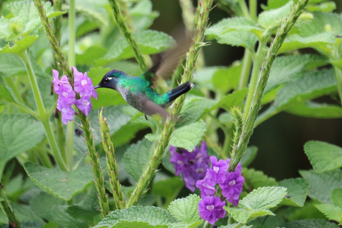 Violet-headed Hummingbird - ML144074181