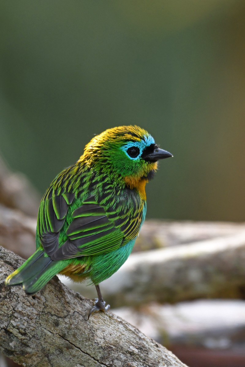 Brassy-breasted Tanager - ML144074561