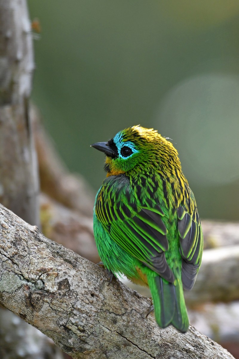 Brassy-breasted Tanager - ML144074571